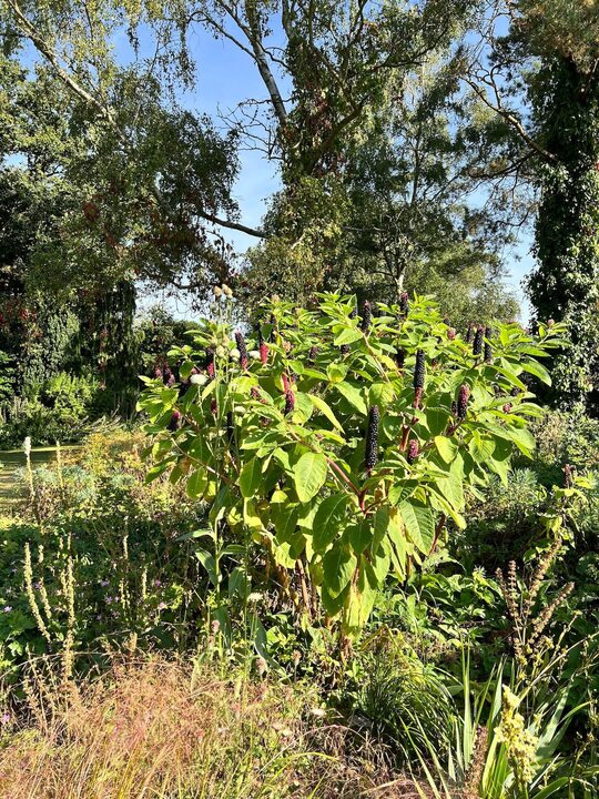 Phytolacca polyandra