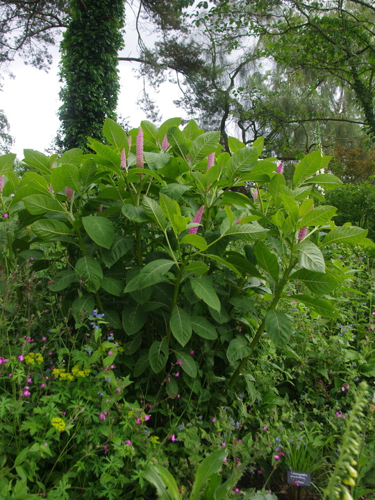 Phytolacca polyandra