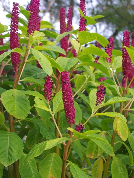 Phytolacca polyandra