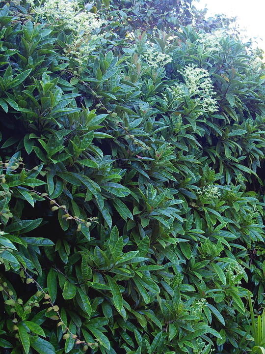 Hydrangea viburnoides