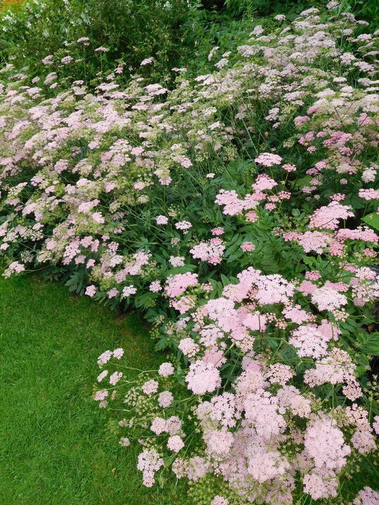 Pimpinella Major Rosea Beth Chatto s Plants Gardens