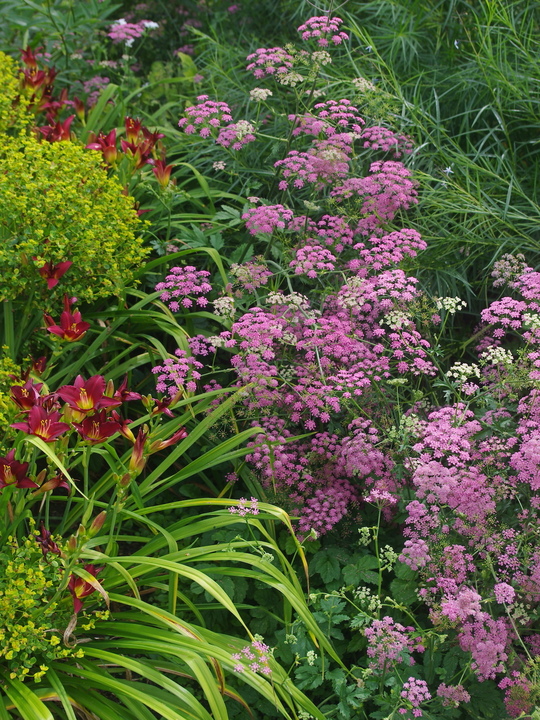 Pimpinella major 'Rosea' (Di Faggio)