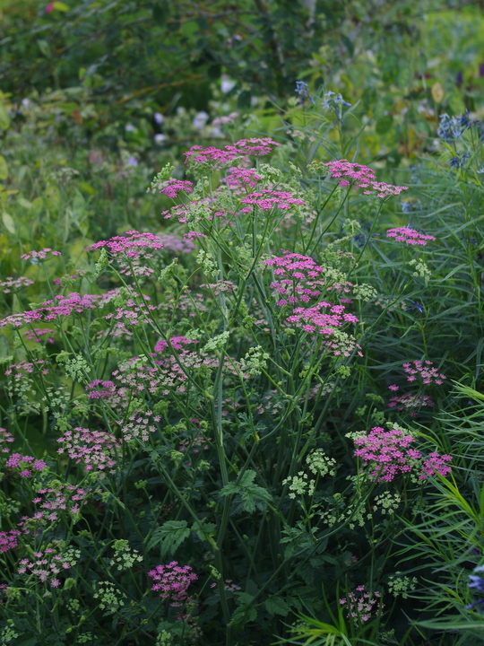 Pimpinella major 'Rosea' (Di Faggio)