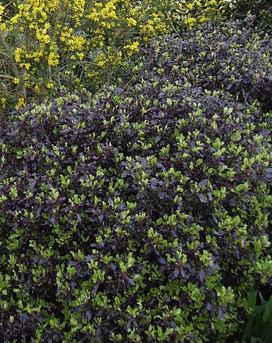 Pittosporum tenuifolium 'Tom Thumb'