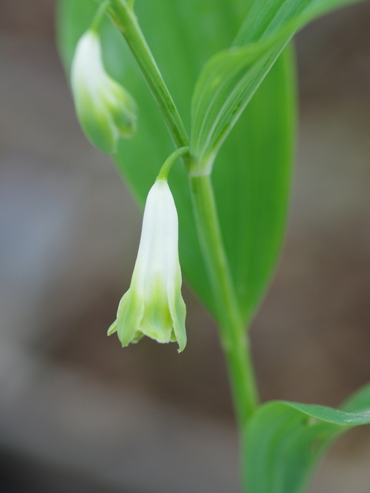 Polygonatum odoratum 'Flore Pleno'