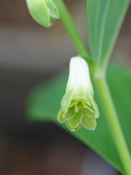 Polygonatum odoratum 'Flore Pleno'