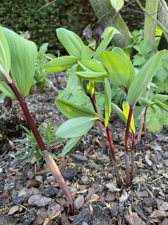 Polygonatum odoratum 'Red Stem'