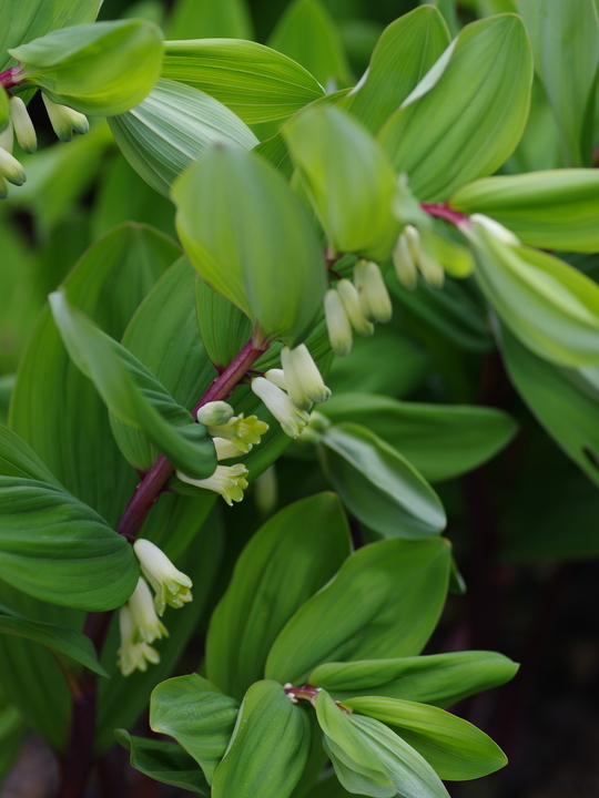 Polygonatum odoratum 'Red Stem'