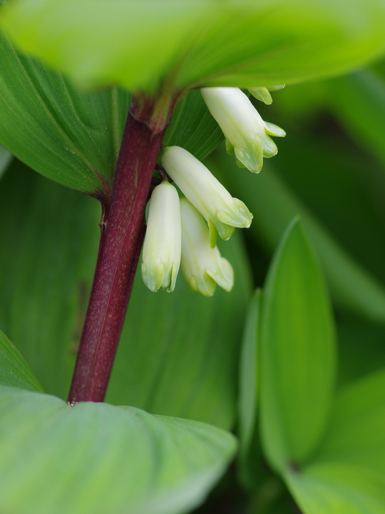 Polygonatum odoratum 'Red Stem'