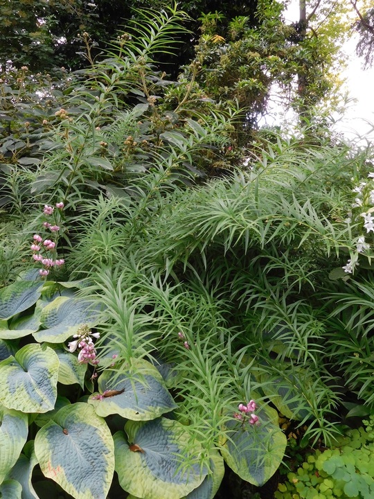 Polygonatum verticillatum