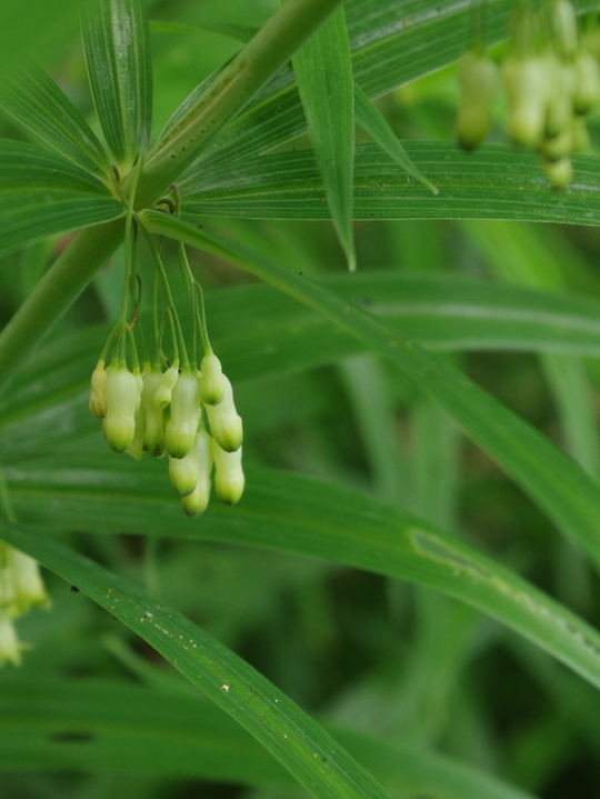Polygonatum verticillatum