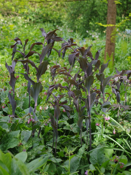 Polygonatum x hybridum 'Betberg'