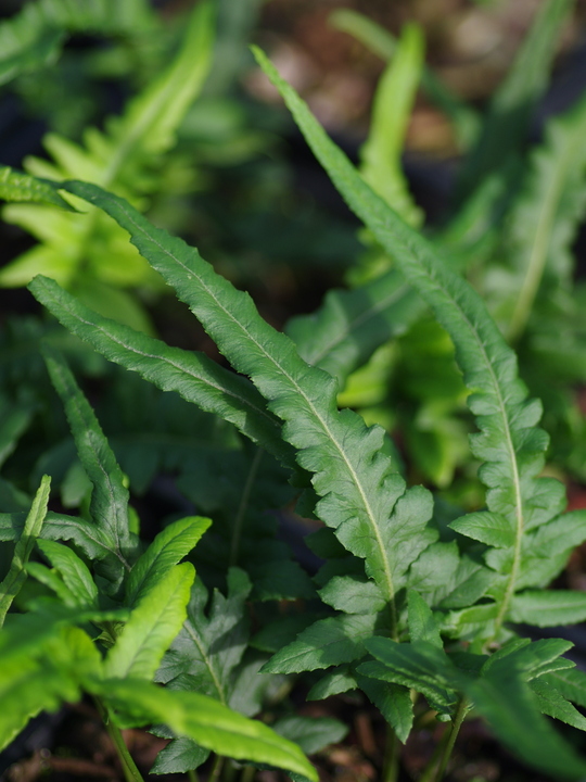 Polypodium glycyrrhiza 'Longicaudatum'