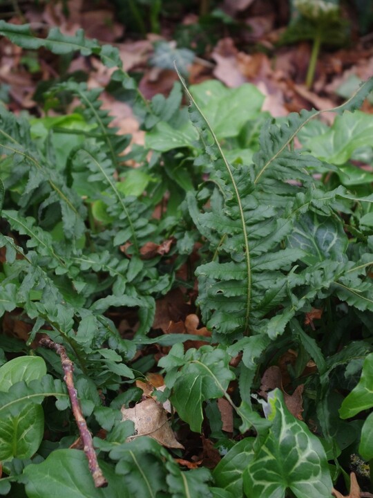 Polypodium glycyrrhiza 'Longicaudatum'