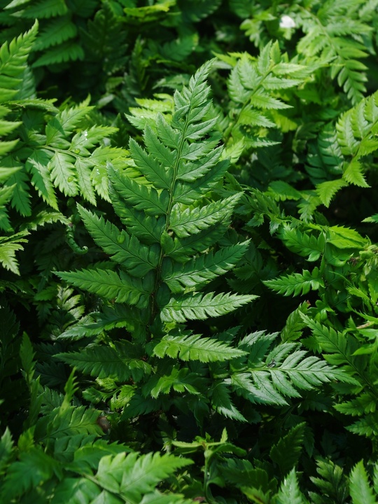 Polystichum rigens