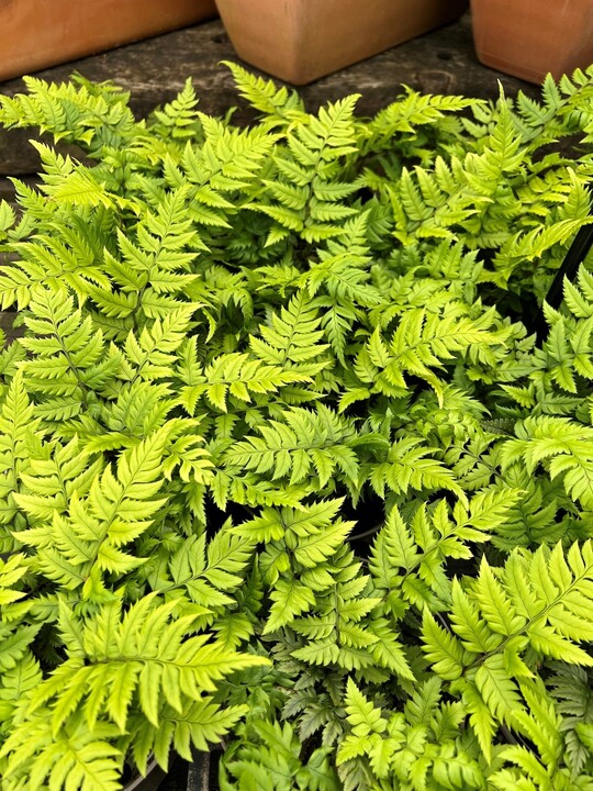 Polystichum rigens