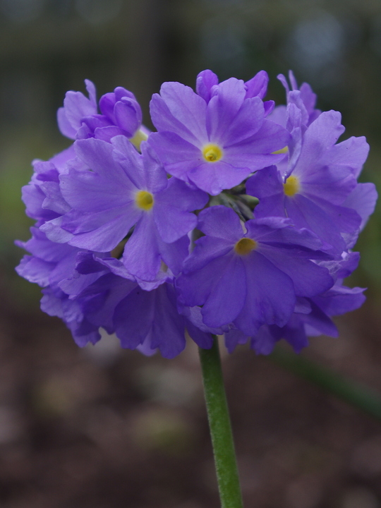 Primula denticulata