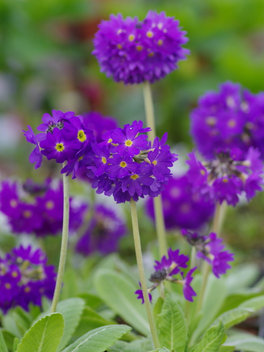 Primula denticulata