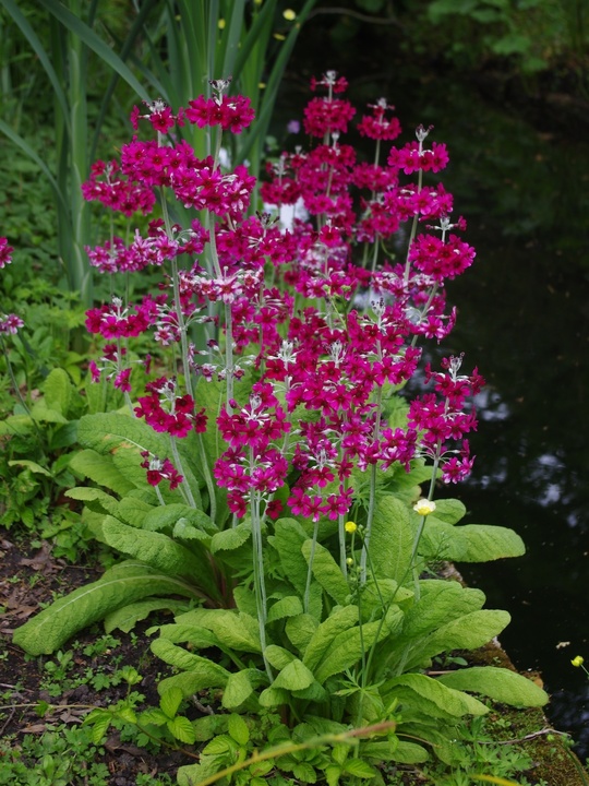 Primula pulverulenta