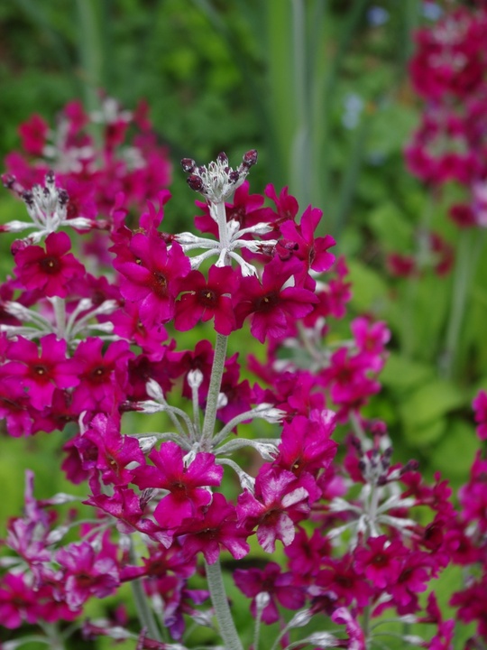 Primula pulverulenta