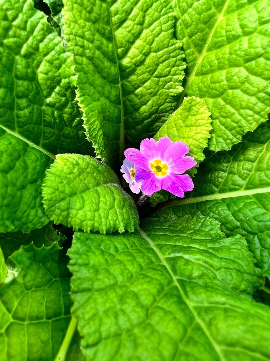 Primula vulgaris subsp. sibthorpii 