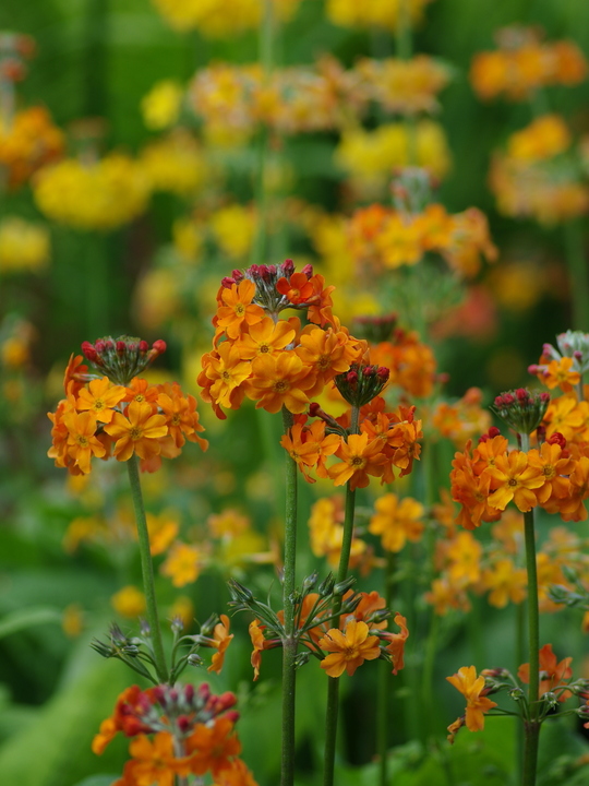 Primula x bulleesiana