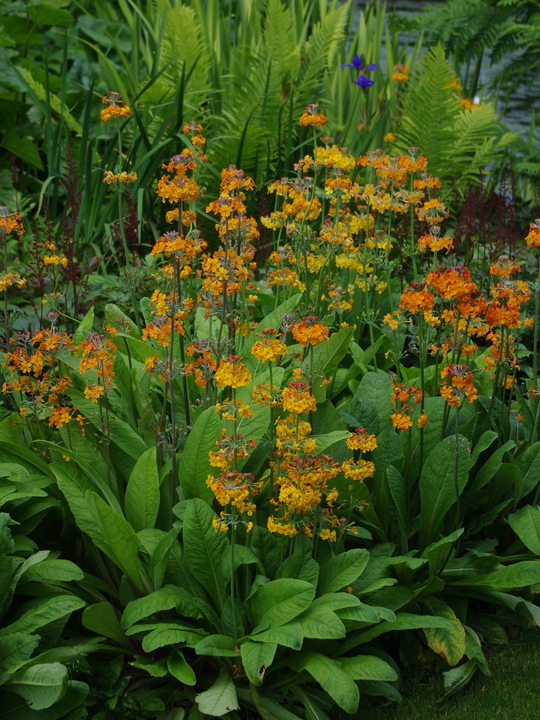 Primula x bulleesiana
