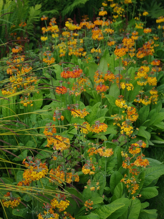 Primula x bulleesiana