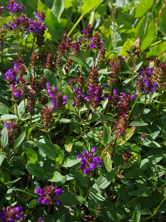 Prunella grandiflora