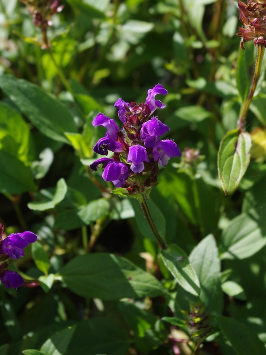 Prunella grandiflora