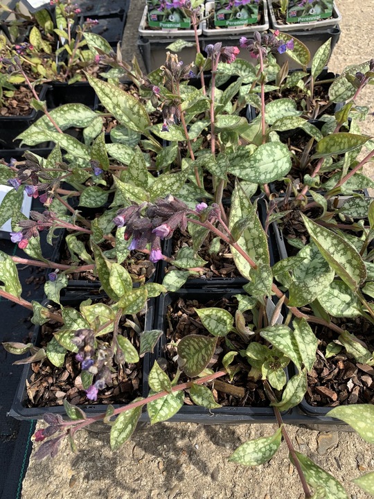 Pulmonaria (seedlings from the garden)