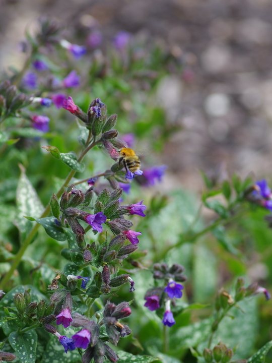 Pulmonaria 'Trevi Fountain'