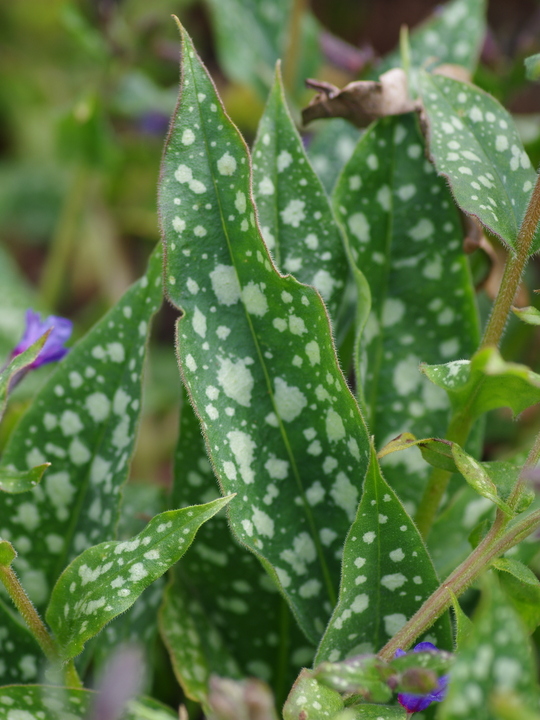 Pulmonaria 'Trevi Fountain'