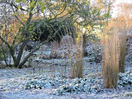 Winter Interest Planting