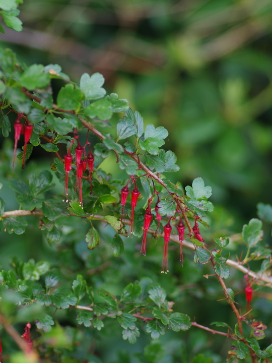 Ribes speciosum