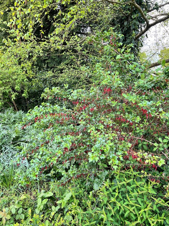 Ribes speciosum