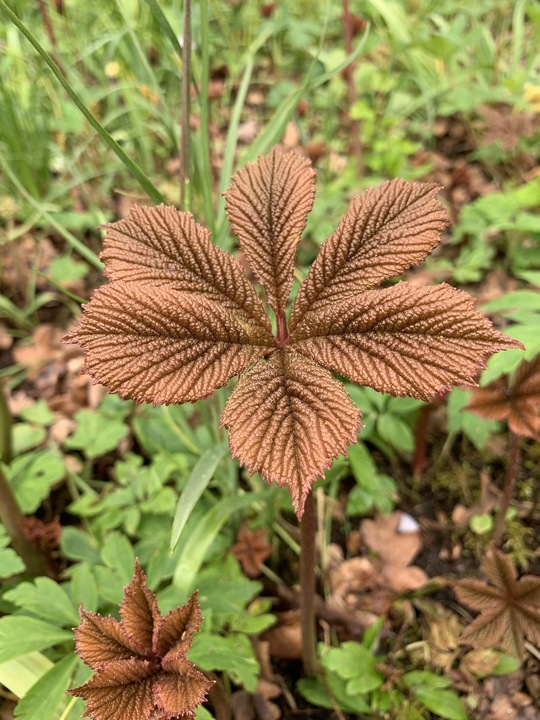 Rodgersia 'Herkules'