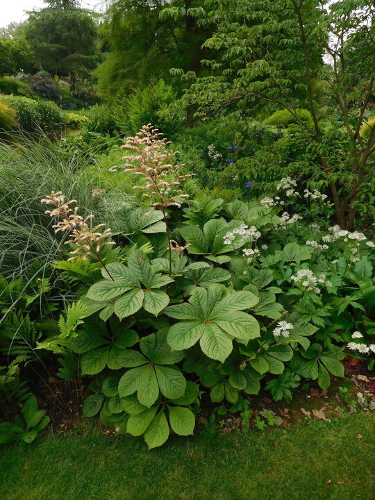 Rodgersia 'Herkules'