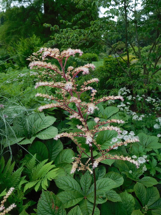 Rodgersia 'Herkules'
