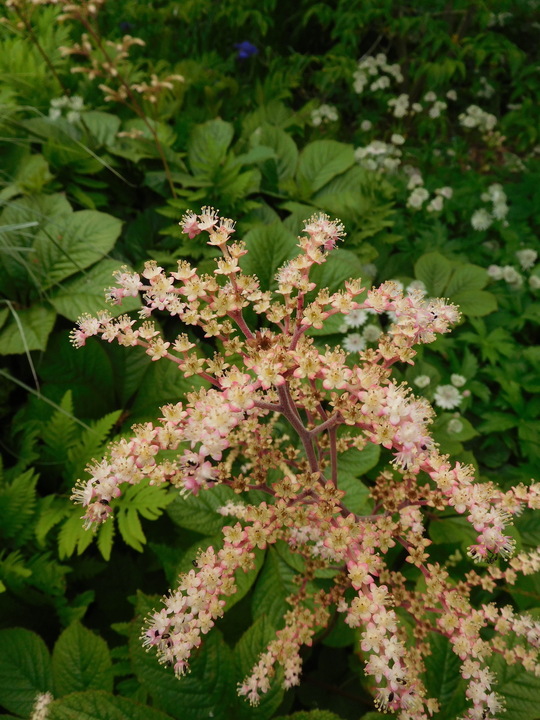 Rodgersia 'Herkules'