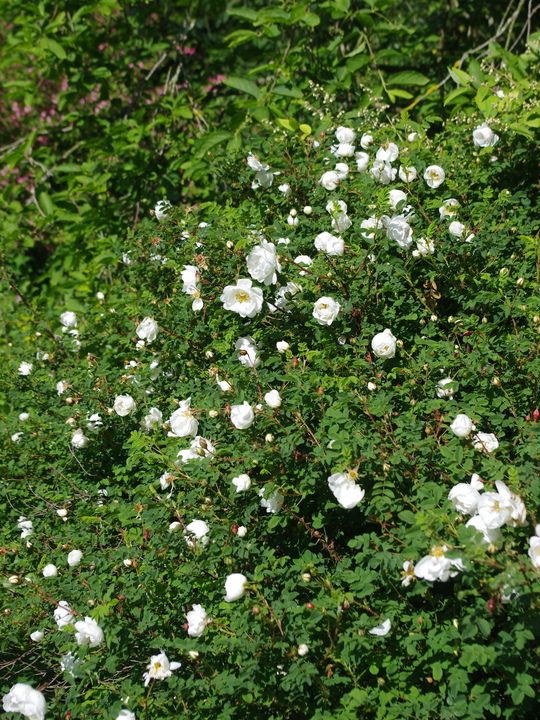 Rosa spinosissima double white-flowered
