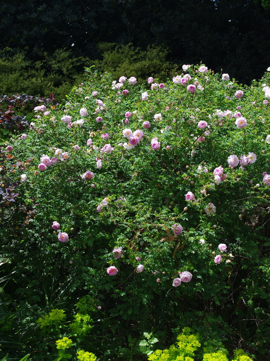 Rosa spinosissima 'Falkland'