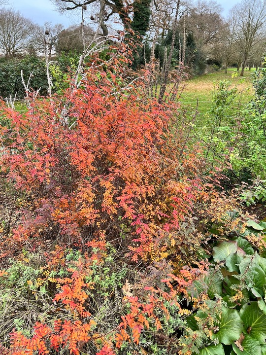 Rosa spinosissima 'Merthyr Mawr'