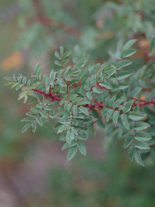 Rosa spinosissima 'Merthyr Mawr'