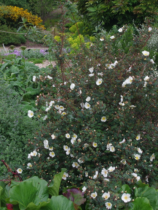 Rosa spinosissima 'Merthyr Mawr'