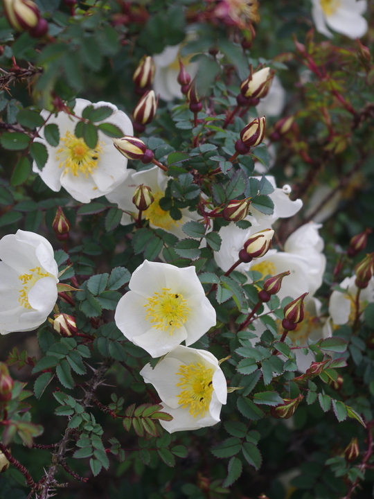 Rosa spinosissima 'Merthyr Mawr'