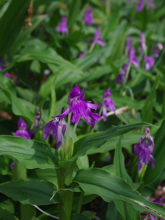 Roscoea cangshanensis BWJ7848