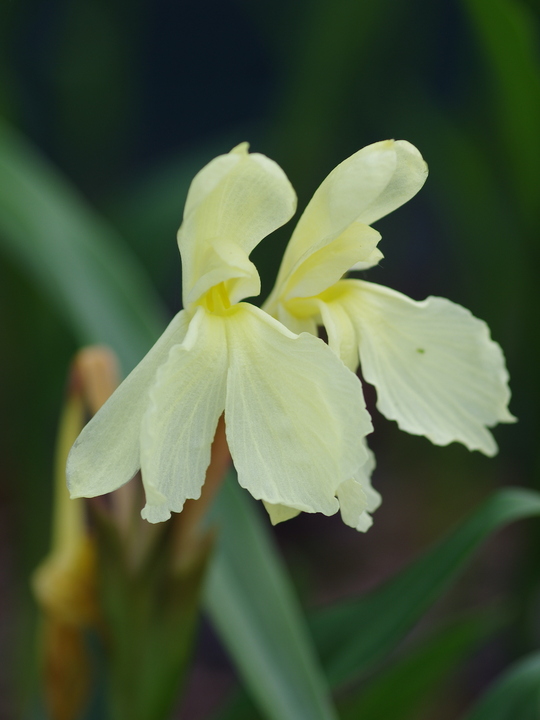 Roscoea cautleyoides