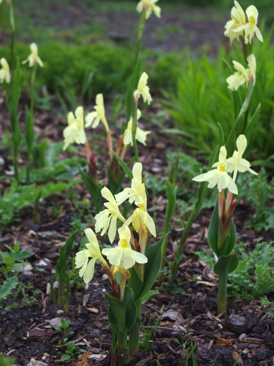 Roscoea cautleyoides