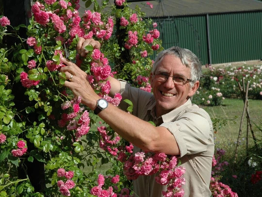 Planting and Pruning Roses 